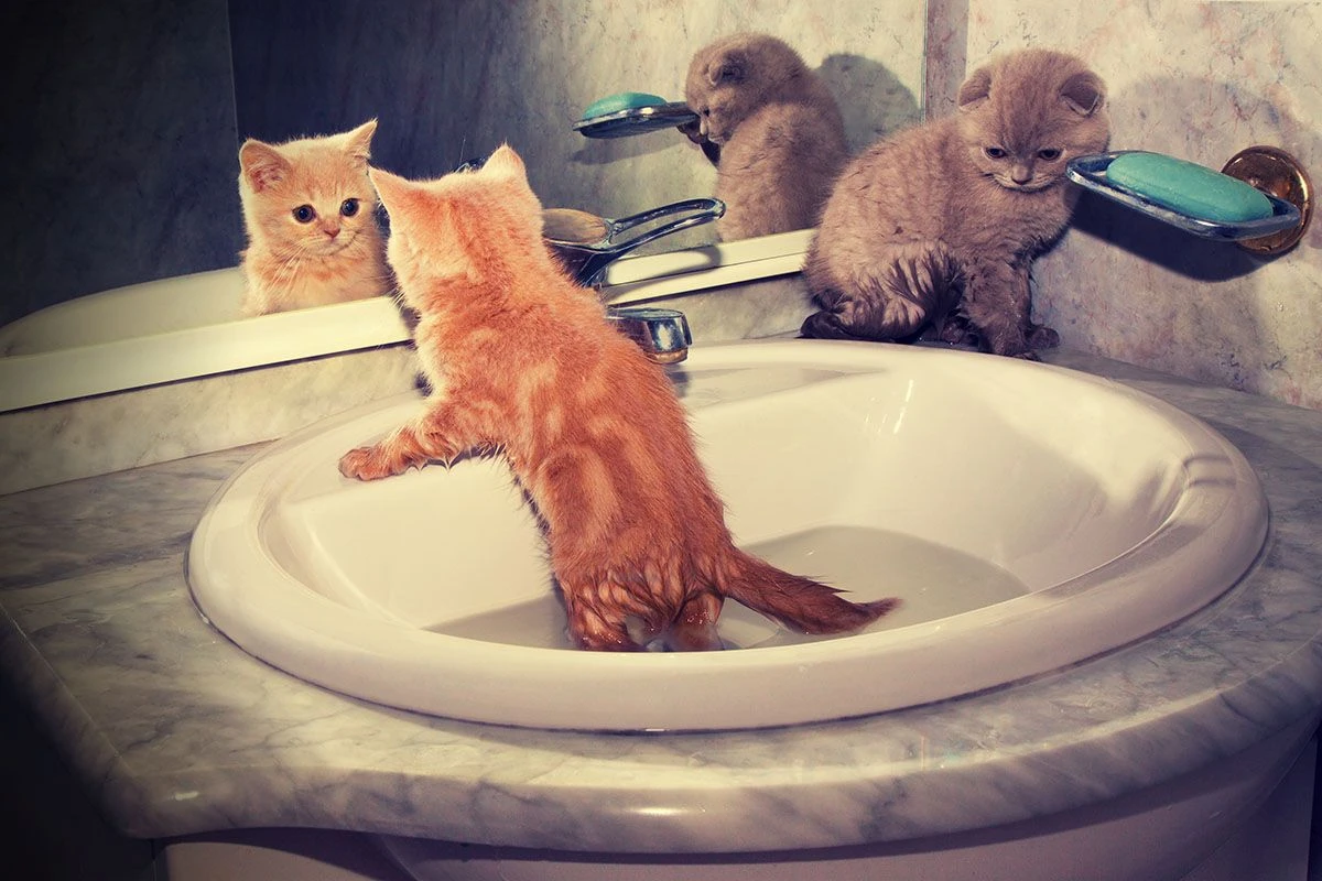 как мыть котенка