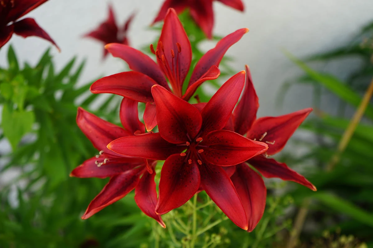 Lilium asiatic Black Out.