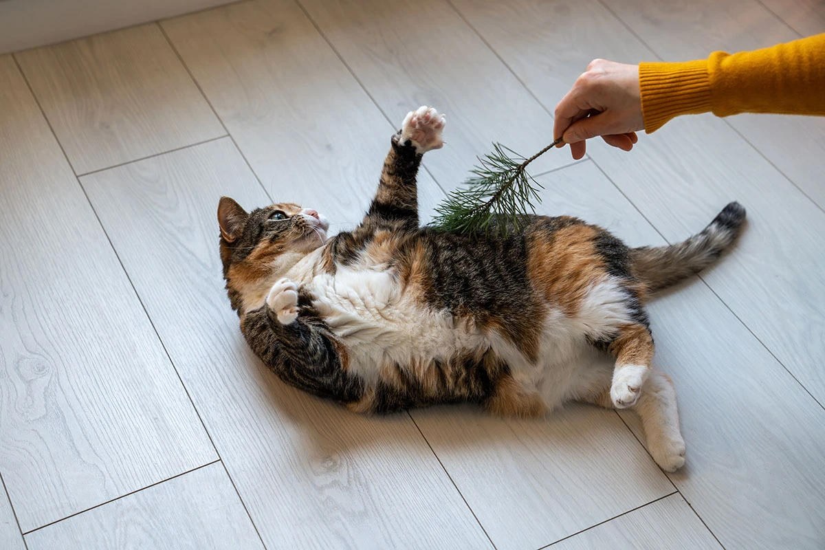 как похудеть коту