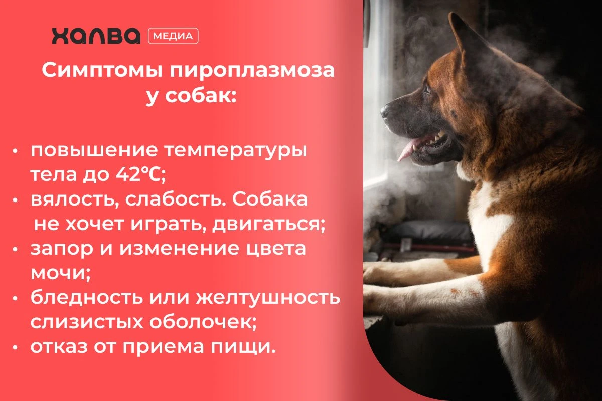 есть ли уколы от клещей