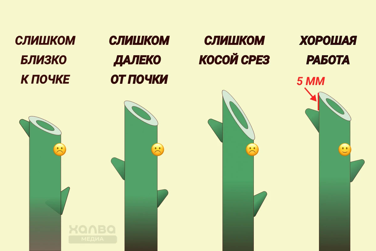 как правильно обрезать розы