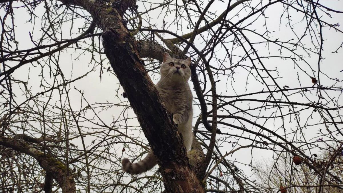 Кошка на даче — как вывезти питомца за город и не сойти с ума