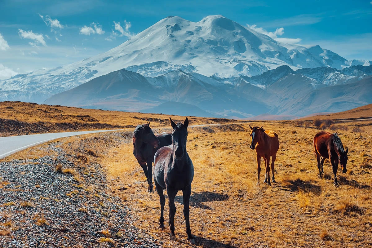 Кони у подножия горы Эльбрус. Источник: Kosmogenez / Shutterstock / FOTODOM