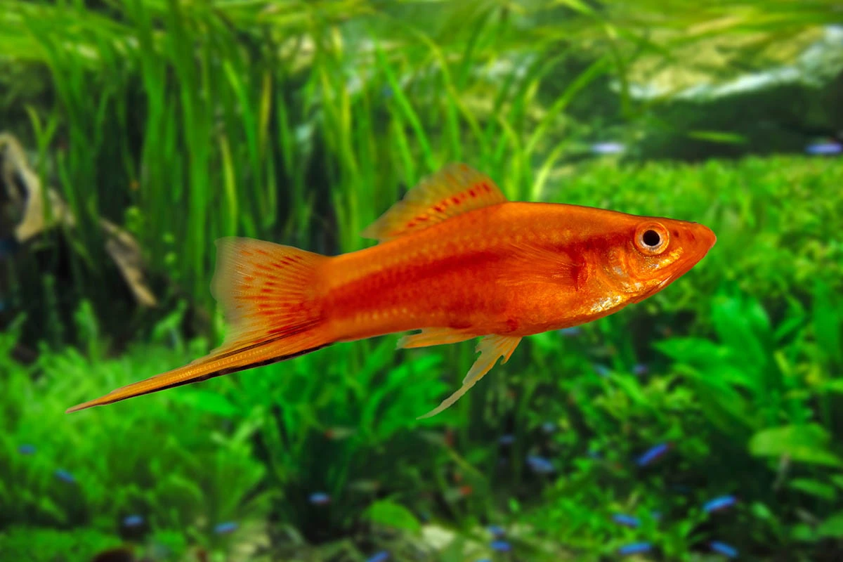 Меченосец. Источник: Artem Avetisyan / Shutterstock / FOTODOM