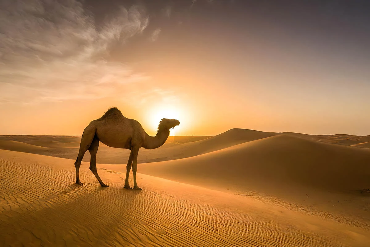 Пустыня Даммам. Источник: AFZAL KHAN MAHEEN / Shutterstock / FOTODOM