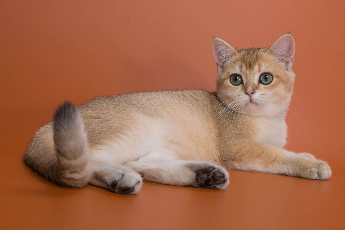 Золотая шиншилла. Источник: OksanaSusoeva / Shutterstock / FOTODOM