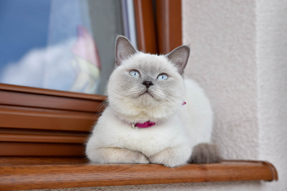 Лиловый колор-пойнт. Источник: Magdalena Kowalik / Shutterstock / FOTODOM