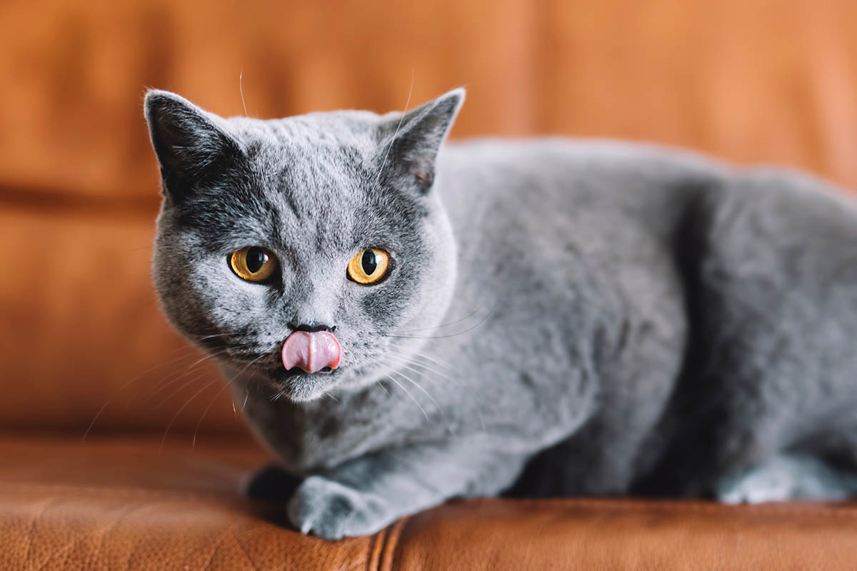 Голубой сплошной окрас — «британская» классика. Источник: PHOTOCREO Michal Bednarek / Shutterstock / FOTODOM