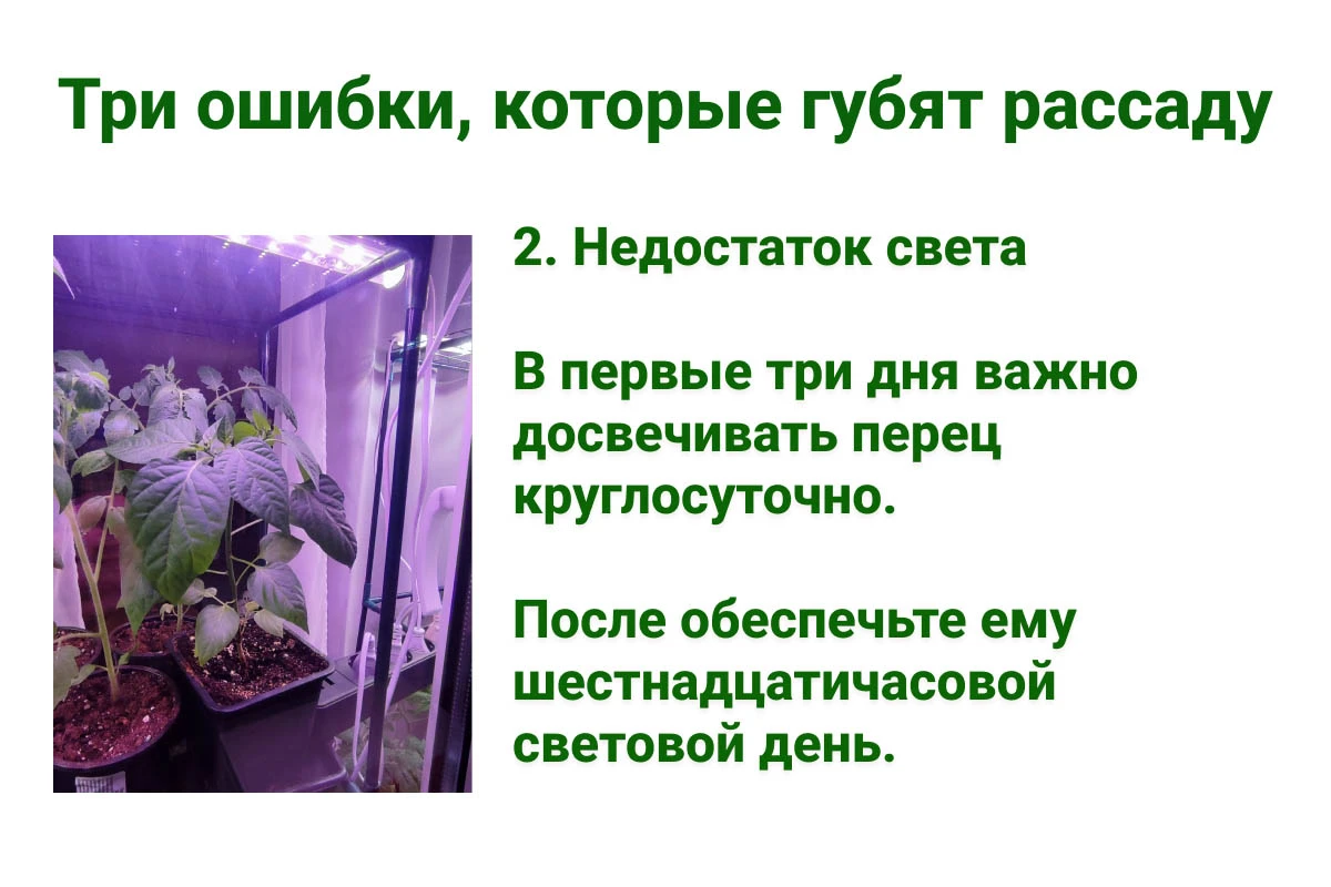 Досвечивайте посадки. Источник: личный архив Анны Молчановой