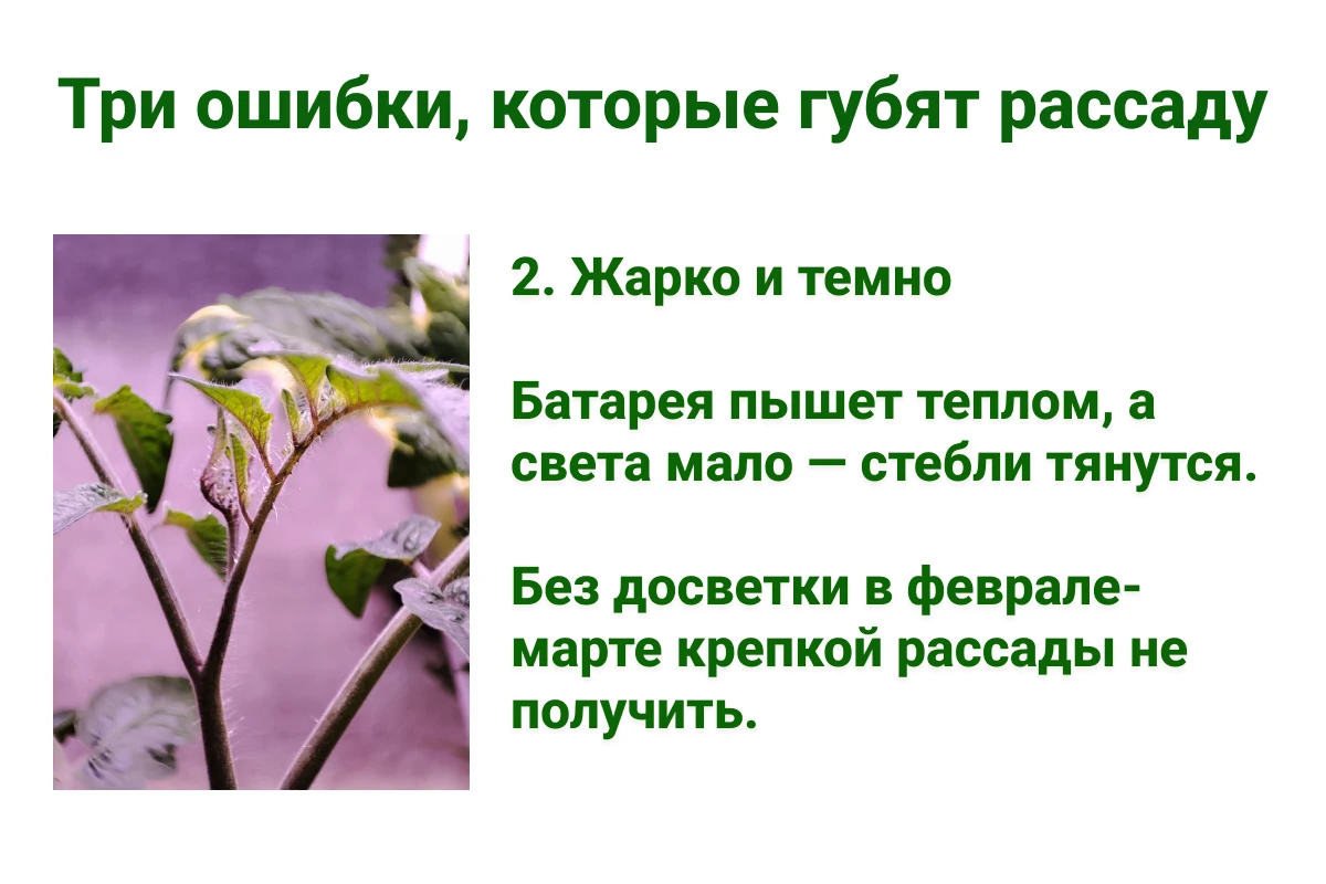 Ошибки, которые мешают вырастить здоровую рассаду. Источник: личный архив Анны Молчановой
