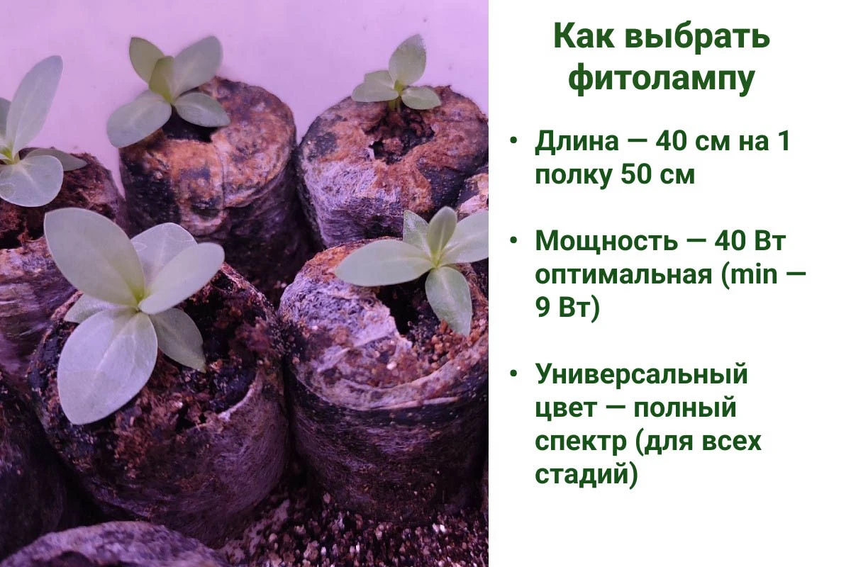 Как выбрать фитолампу. Источник: личный архив Анны Молчановой