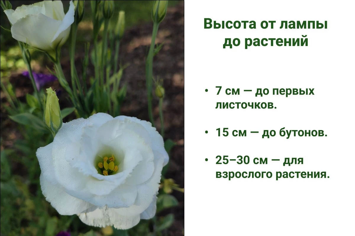 Высота от лампы до растений. Источник: личный архив Анны Молчановой