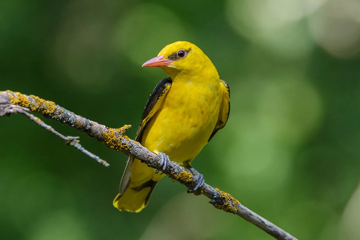 Иволга. Источник: Alexander Ovsyannikov / Shutterstock / FOTODOM