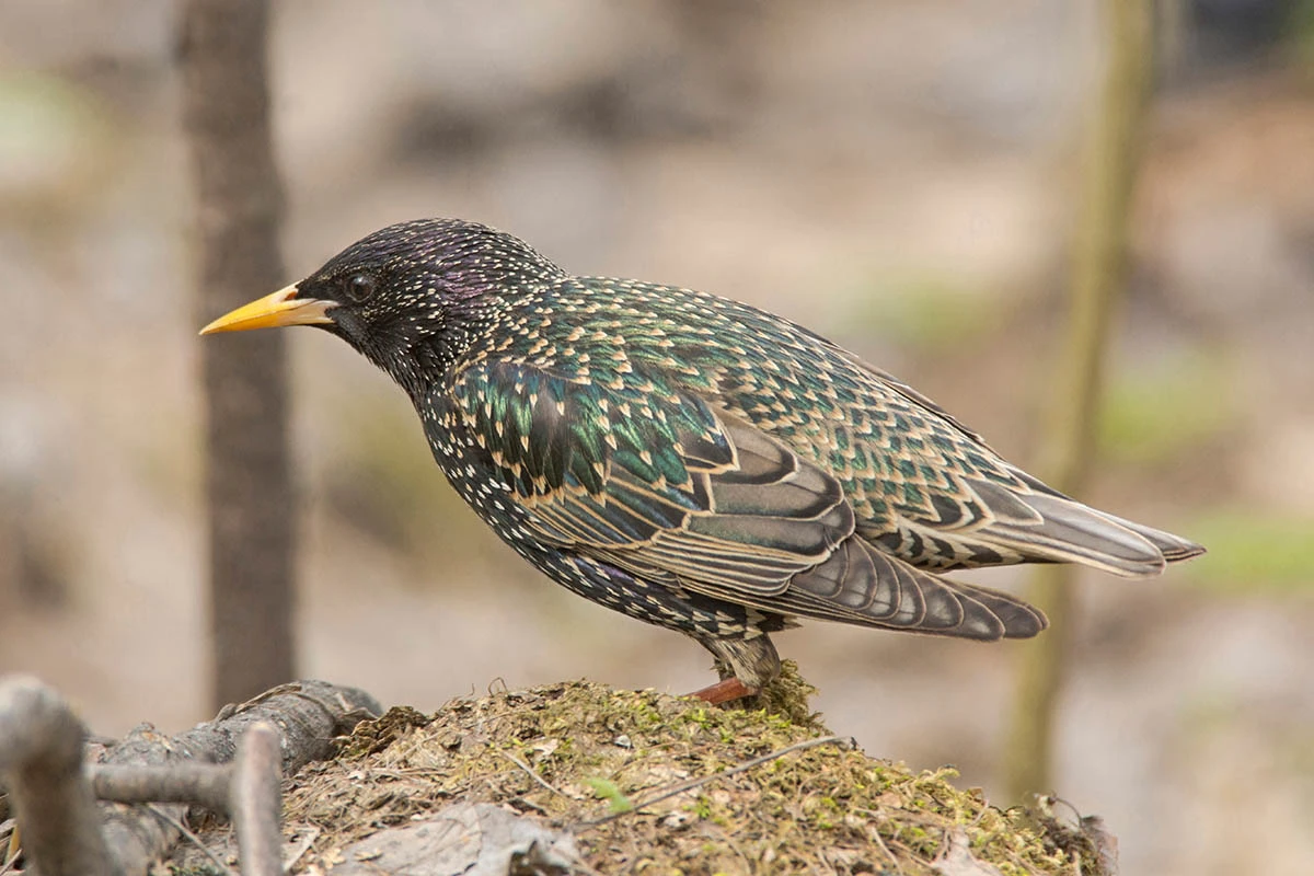 Скворец. Источник: Sergey Bond / Shutterstock / FOTODOM