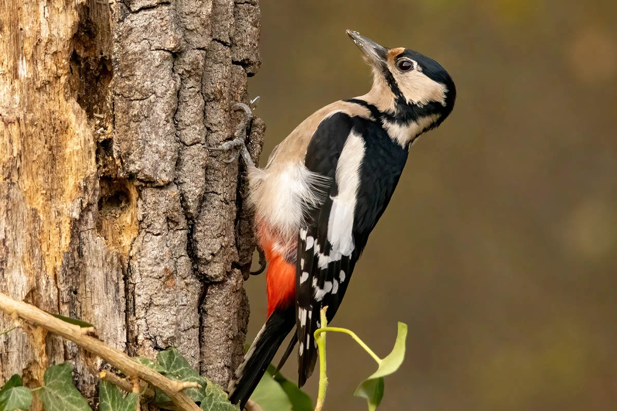 Дятел. Источник: Gerdzhikov / Shutterstock / FOTODOM