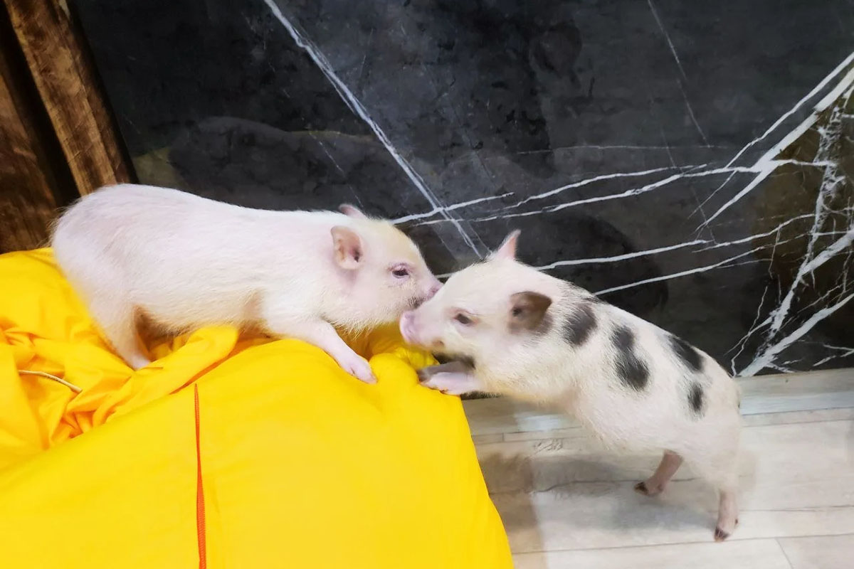 Антикафе Minipig. Источник: zoopigcafe.ru