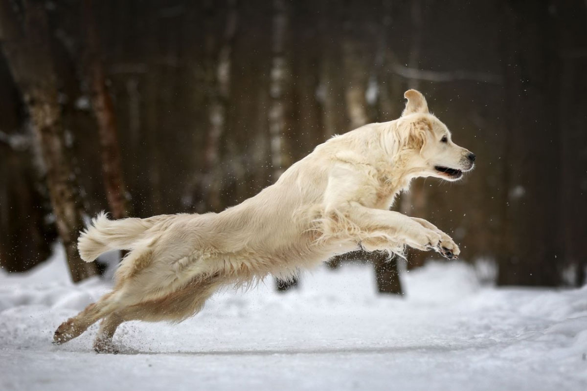 Голден с радостью поддержит любую активность. Источник: личный архив Ирины Черницыной