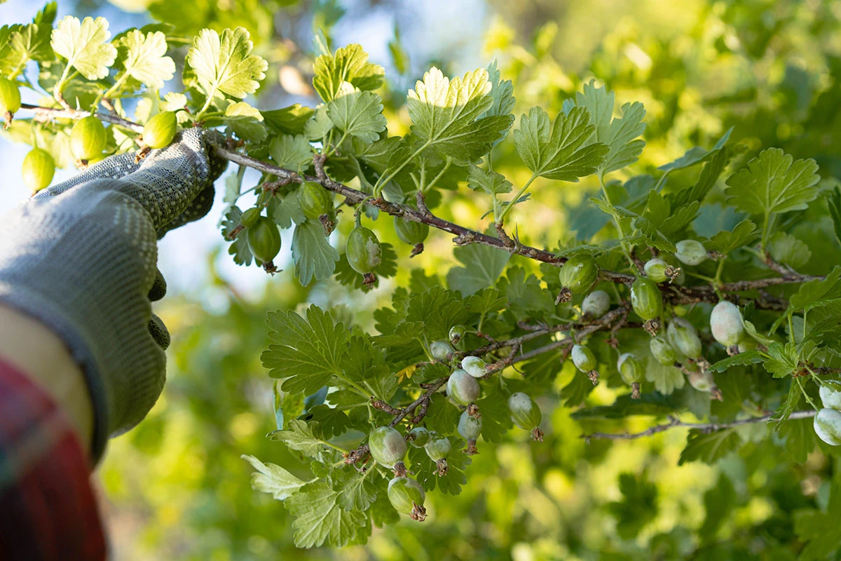 Фото крыжовника, пораженного грибком. Источник: Uryupina Nadezhda / Shutterstock / FOTODOM