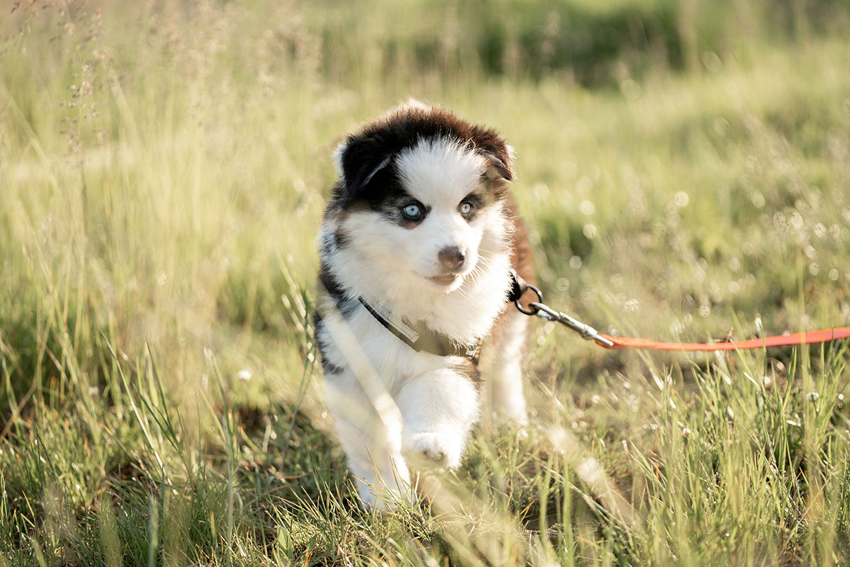 У щенка помски обаятельная мордашка. Источник: PIC Femke Ketelaar / Shutterstock / FOTODOM