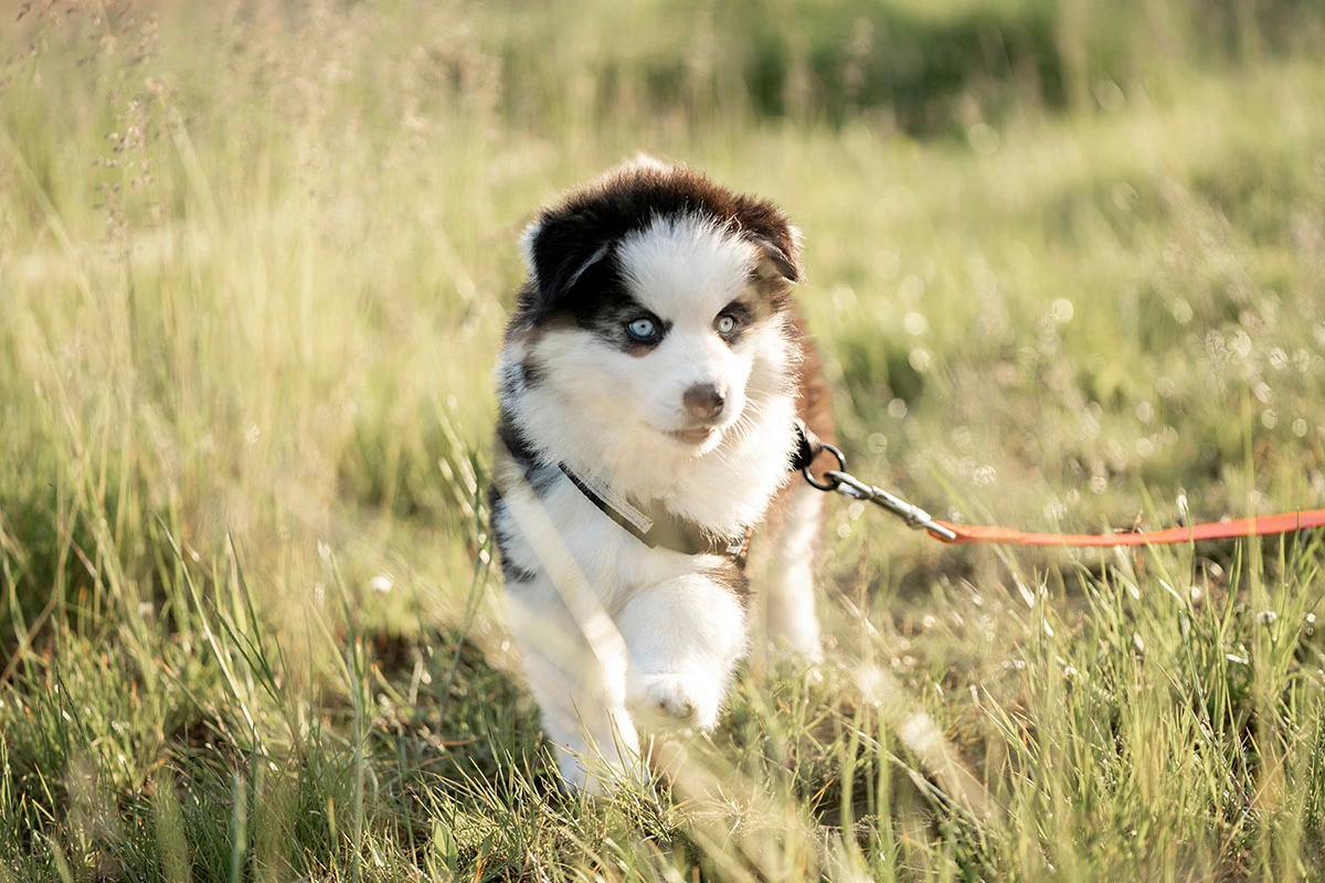 У щенка помски обаятельная мордашка. Источник: PIC Femke Ketelaar / Shutterstock / FOTODOM