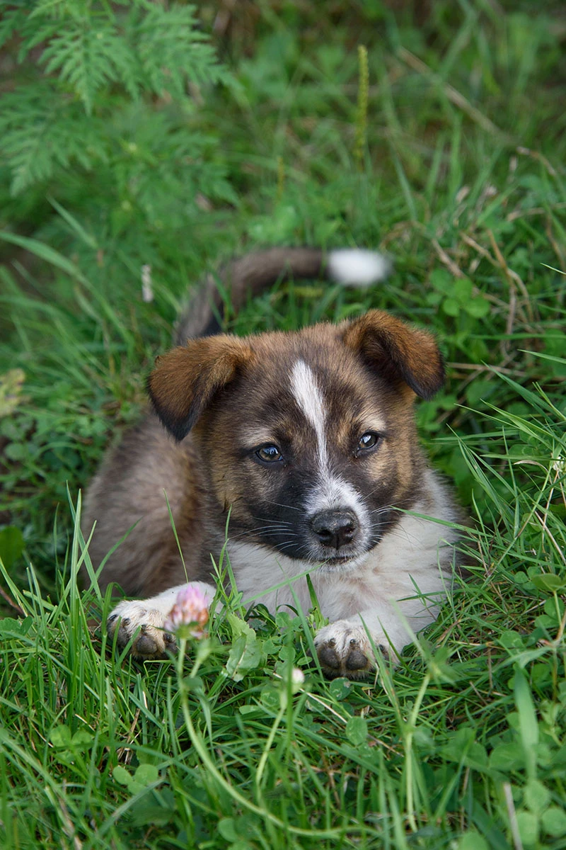 <span style="font-weight: 400;">Уши у щенков исландского шпица встают примерно в возрасте с полутора до пяти месяцев. Источник: Wirestock Creators / Shutterstock / FOTODOM</span>