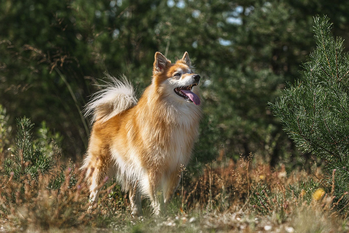 <span style="font-weight: 400;">Самые частые окрасы — рыжий и палевый. Источник: Annabell Gsoedl / Shutterstock / FOTODOM</span>