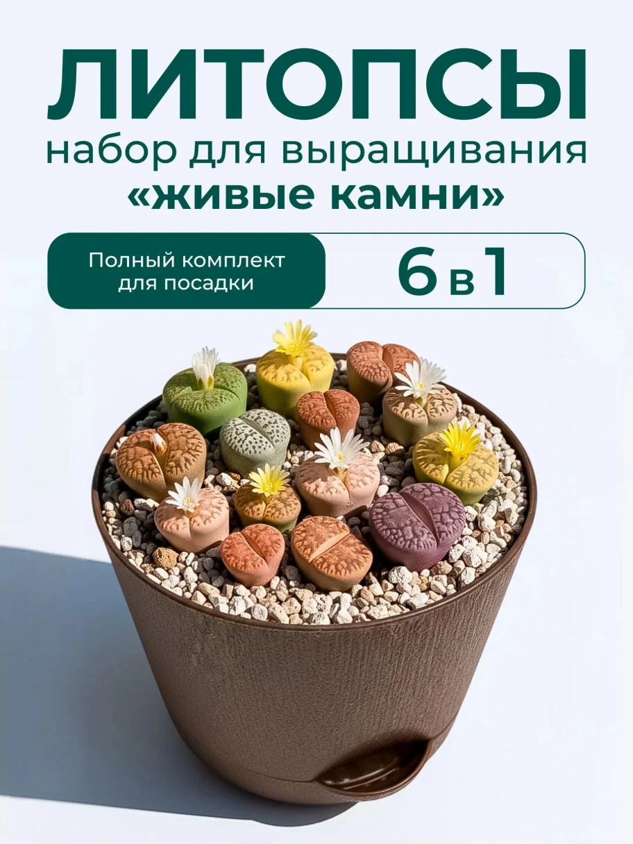 <span style="font-weight: 400;">Литопсы, или «живые камни», почти не требуют ухода. Источник: ozon.ru</span>