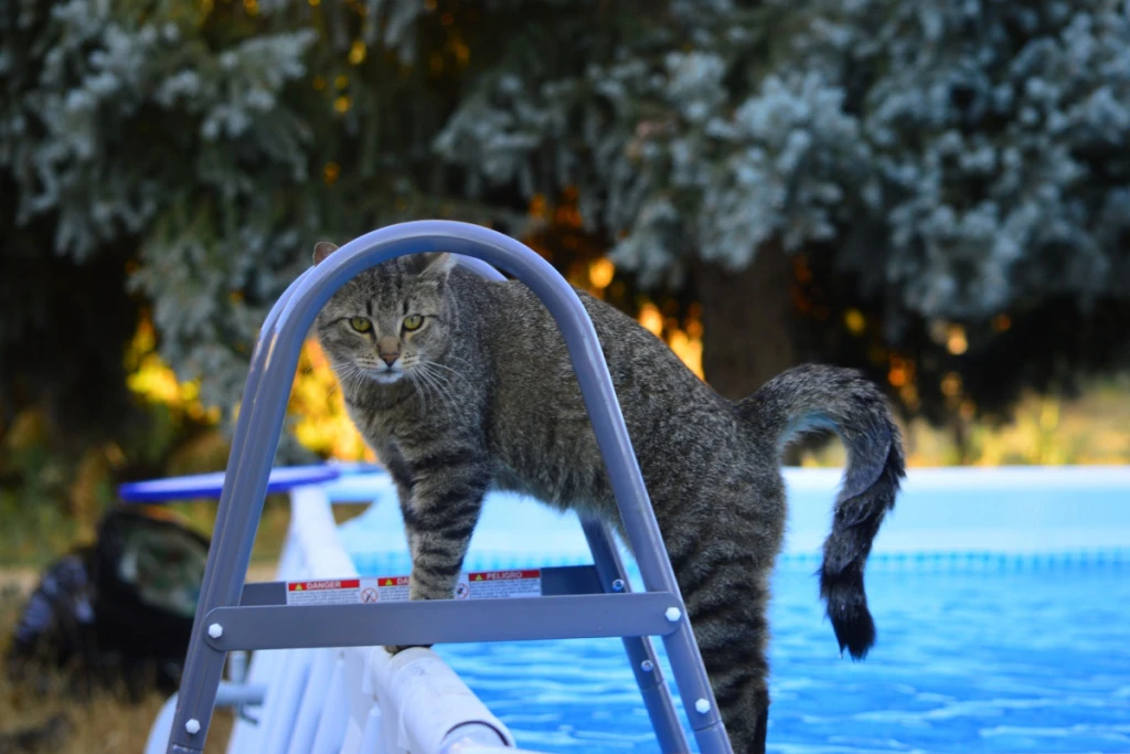 почему кошки боятся воды