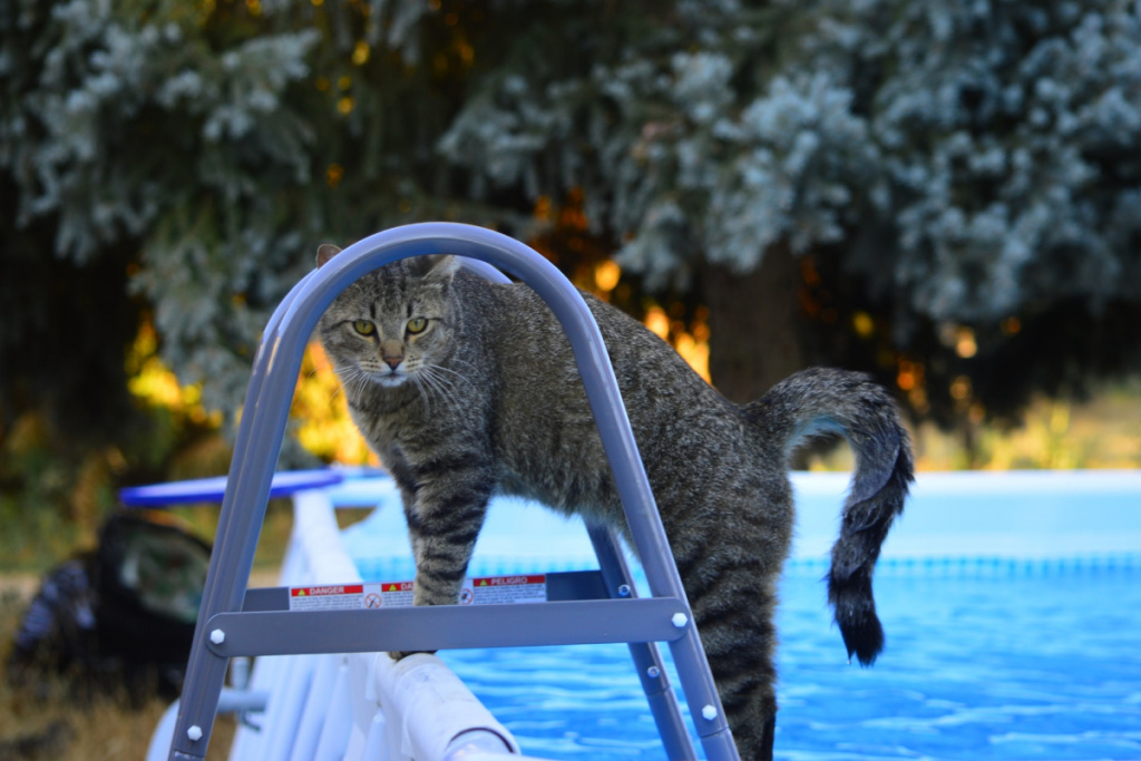 почему кошки боятся воды
