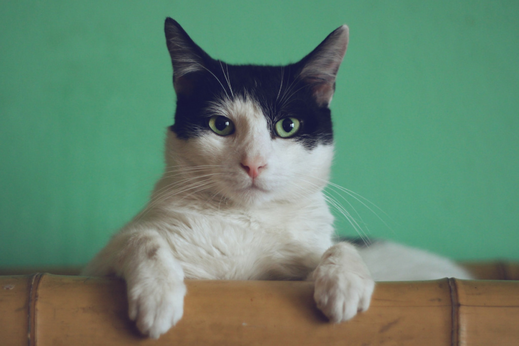 шампунь для кошек