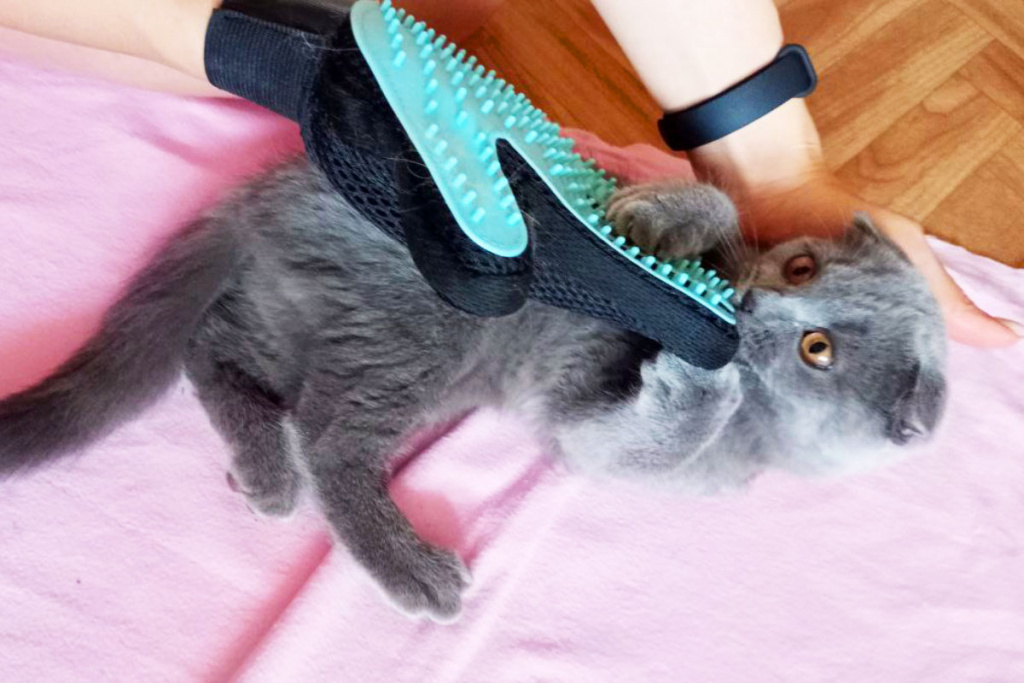 скоттиш фолд котенок играет