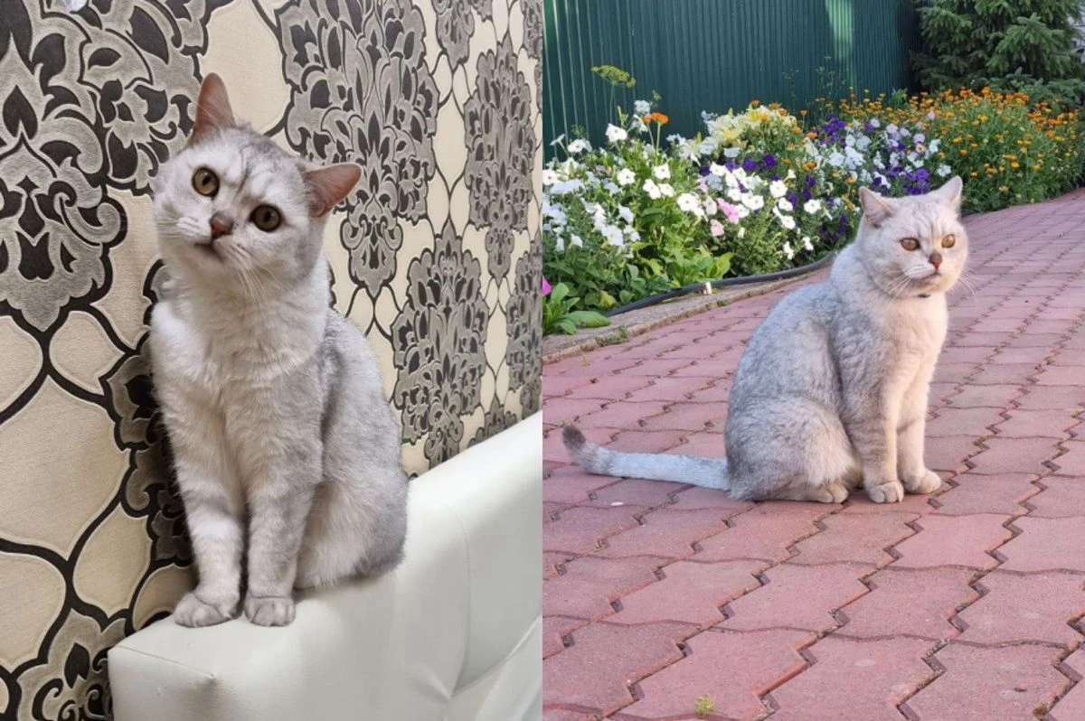 груминг для кошек