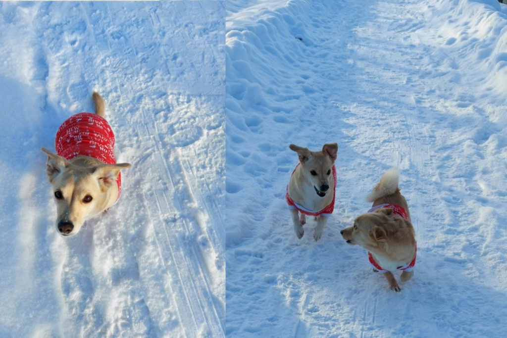 злая собака