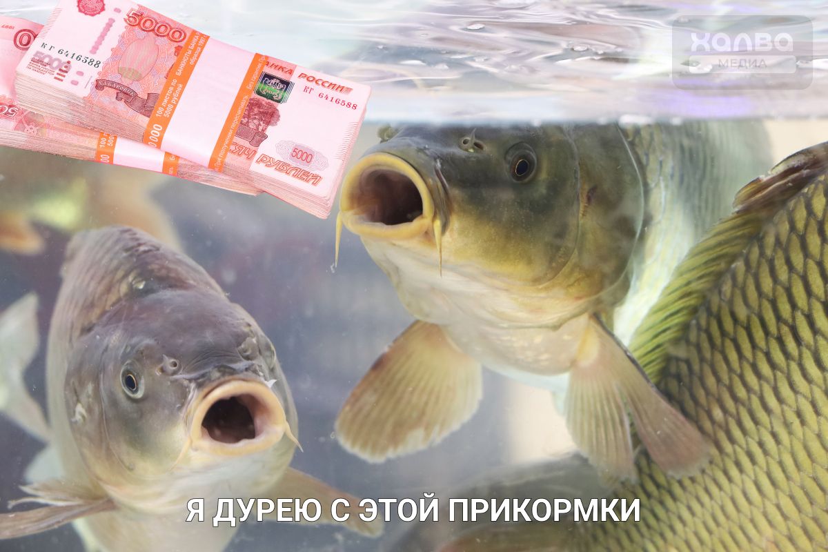 Кто дуреет от этой прикормки: что это за мем и откуда он взялся
