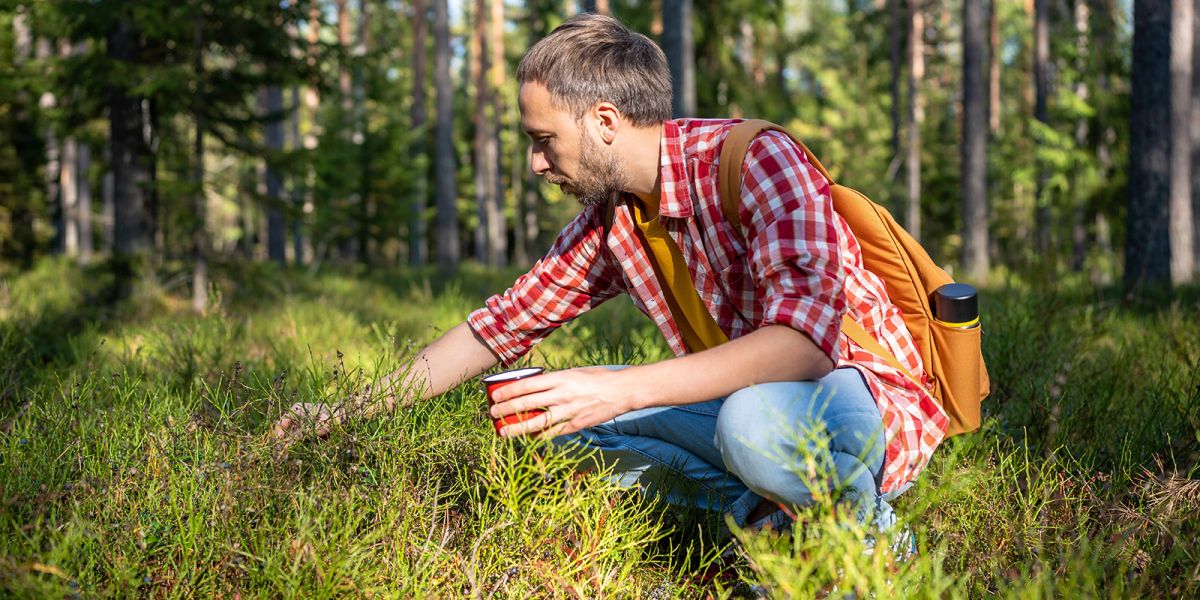 Сезон ягод: где, когда и как собирать клубнику, землянику, чернику и не только в Подмосковье